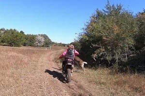 В США мотоциклиста сбил олень