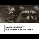Под капотом Volkswagen Polo в Домодедово поселился енот