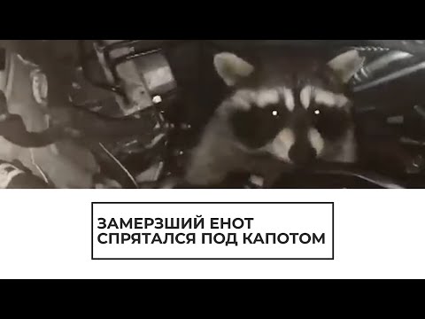 Под капотом Volkswagen Polo в Домодедово поселился енот