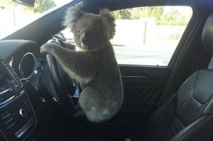 Коала устроила массовое ДТП