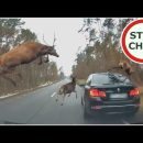 Видео: стадо оленей перепрыгивает через машины на трассе