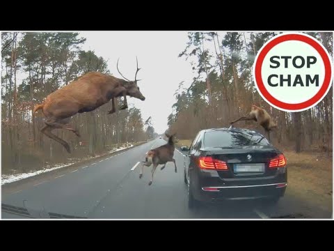 Видео: стадо оленей перепрыгивает через машины на трассе Видео: стадо оленей перепрыгивает через машины на трассе